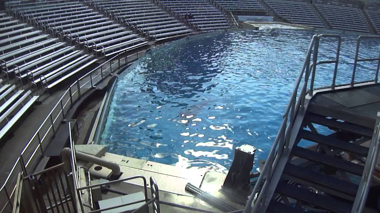 Makani slides over to the main show pool - Sept 7 2014 - SeaWorld San Diego