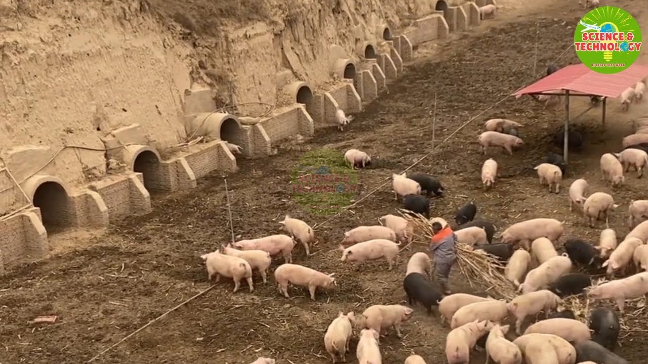 Amazing Chinese Organic Pig Farming in Caves | Why Chinese farmers raise pigs in caves?