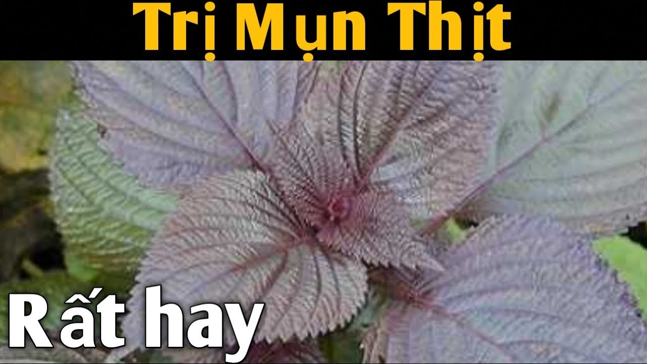 Bài thuốc Dân gian trị Mụn Thịt rất hay. PHAN HẢI Channel