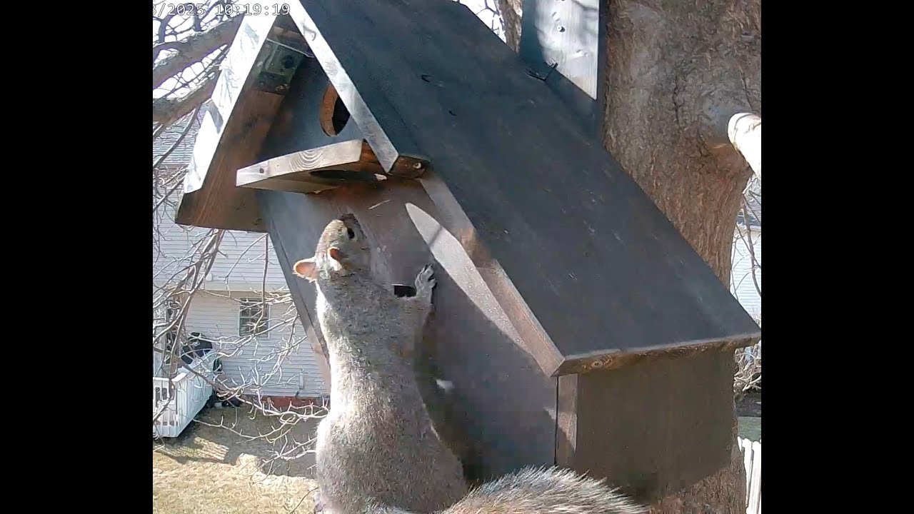 This Nest Box Got Inspected by Illinois Squirrels | Spring 2025 ASMR