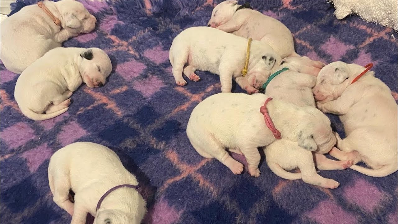 Dalmatian puppies 9 days old | starting to walk