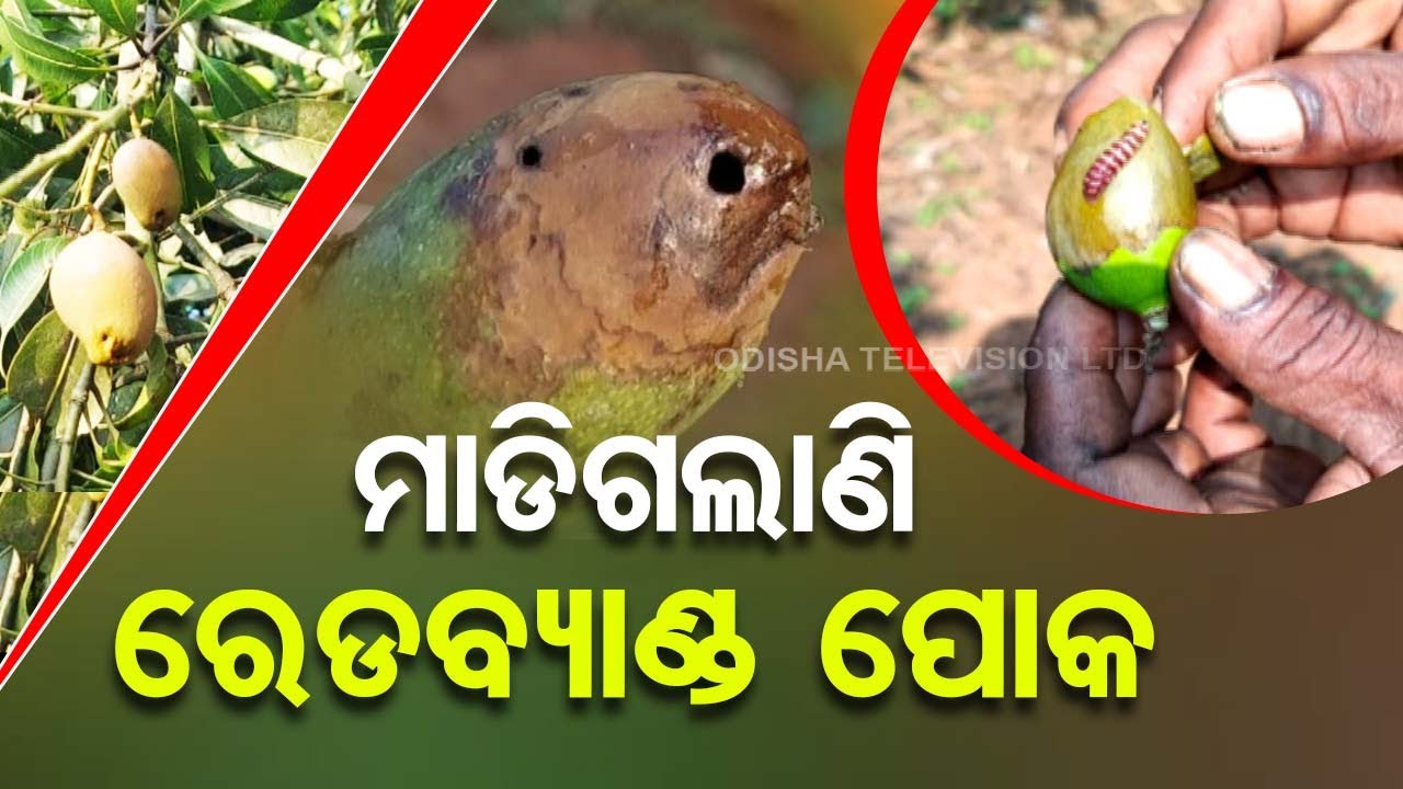 Farmers express concern as Red banded pests destroy mango cultivation in Dhenkanal