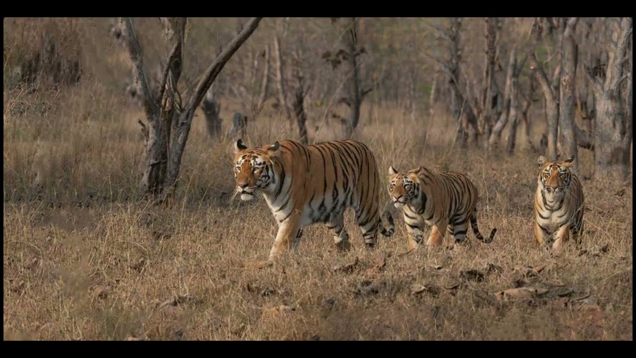 Tadoba Tiger Reserve: The Real Land of the Tiger | #chandrapur #wildlife #tadobanationalpark #tiger