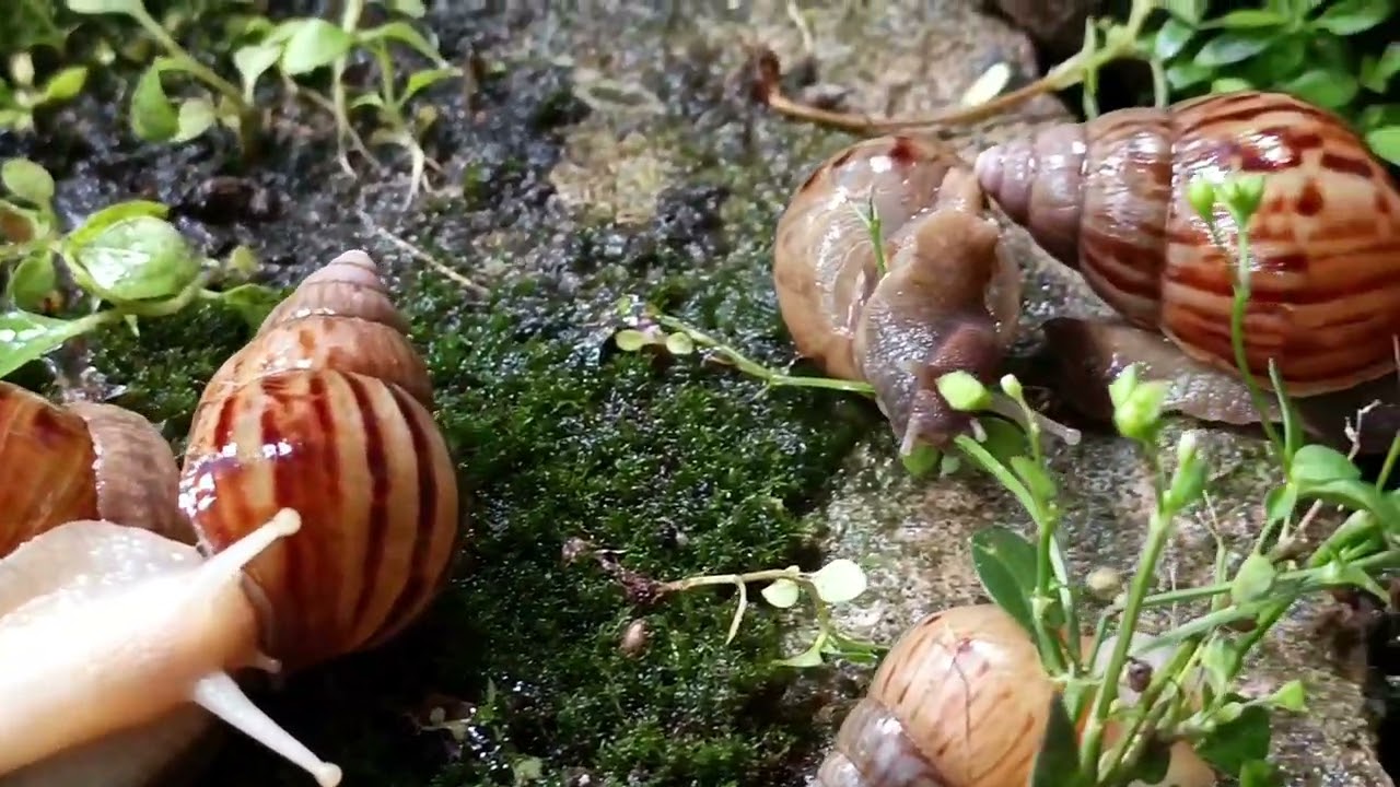 Wild snails are moving magnificently with a journey of struggle.