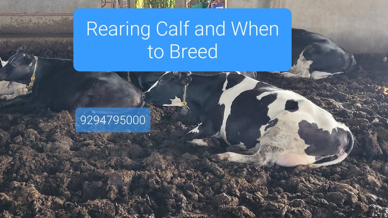 Calf Rearing and When to Breed Your Heifers