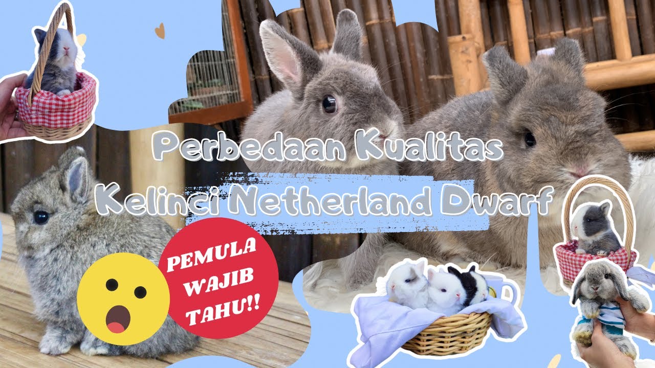 Kualitas Kelinci Netherland Dwarf Pet Dan Brood |Cara Membedakan Kelinci ND yang bagus