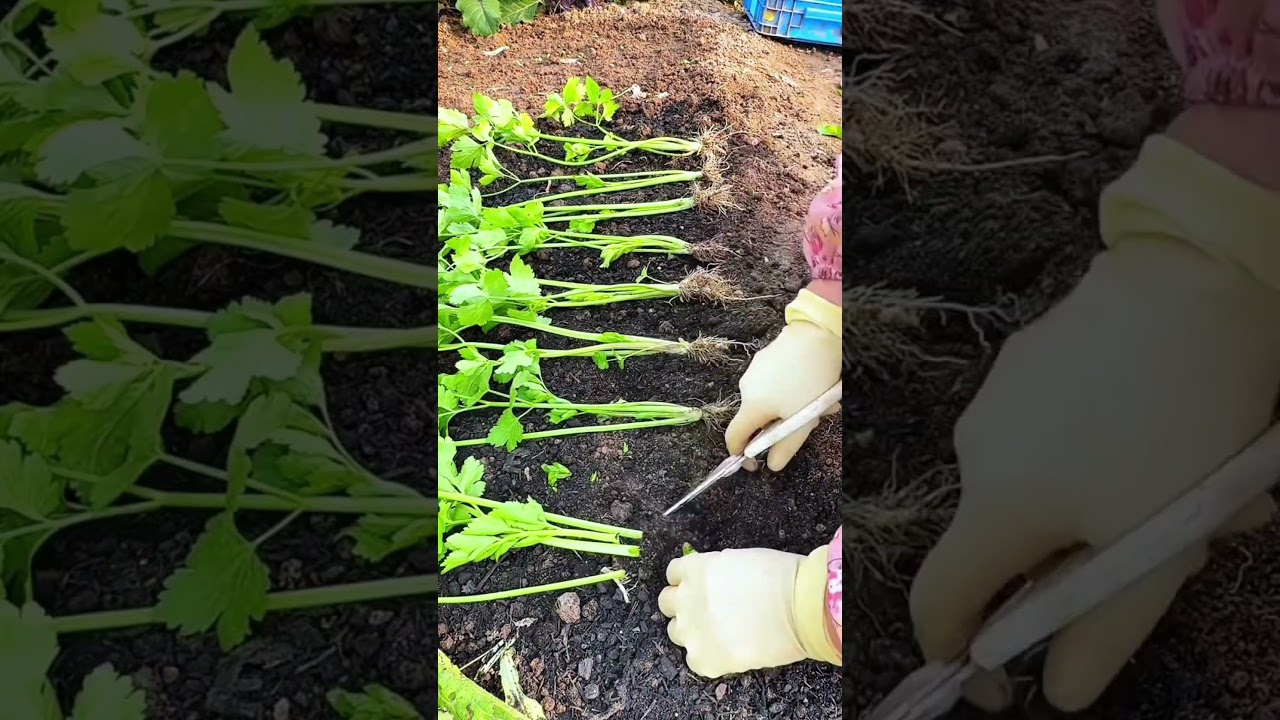 Làm vườn vui vẻ bình an 