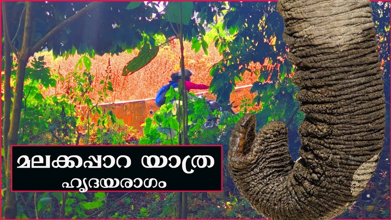 Malakkapara Trip 💥 Athirapally to Malakkapara Forest Drive 💥 Malakkapara Elephants 💥 മലക്കപ്പാറ