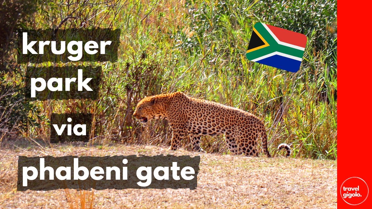Kruger National Park via Phabeni Gate - Wild Dog, Leopard (Skukuza, Pretoriuskop, Sabie River areas)