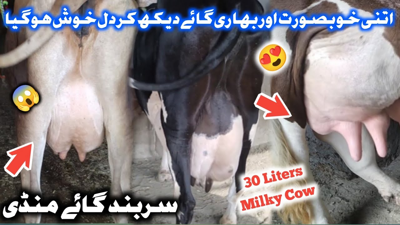 Sarband Milk Cow Mandi Peshawar 2023 | 30 Liters Milk Giving Frisian Cow 😱 | Izhar Ali Shah vlogs