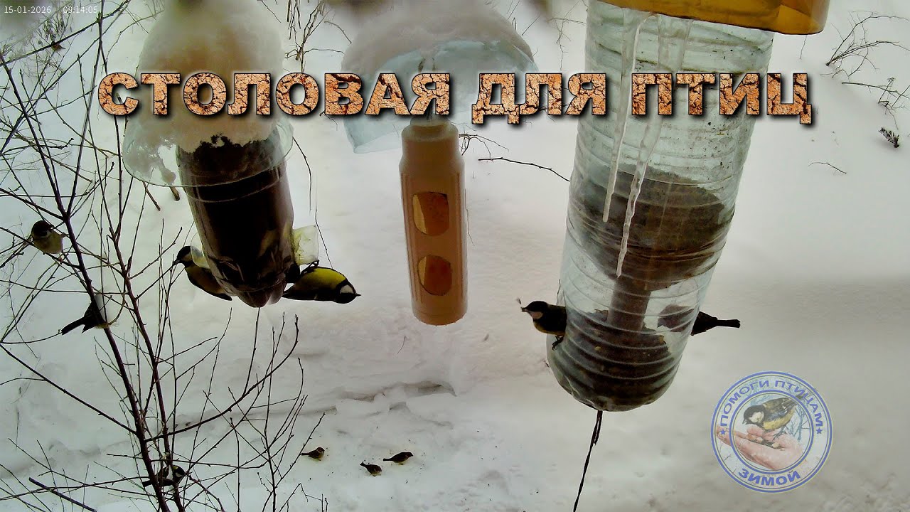 Кормушка для птиц 15 января 2026 года (02)