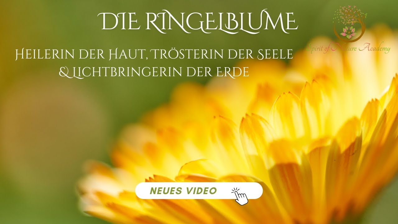 Die Ringelblume Heilerin der Haut, Trösterin der Seele