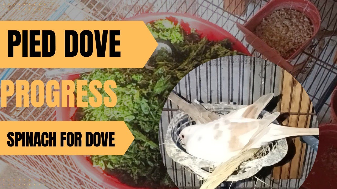 Pied Dove progress || Spinach benefits for dove