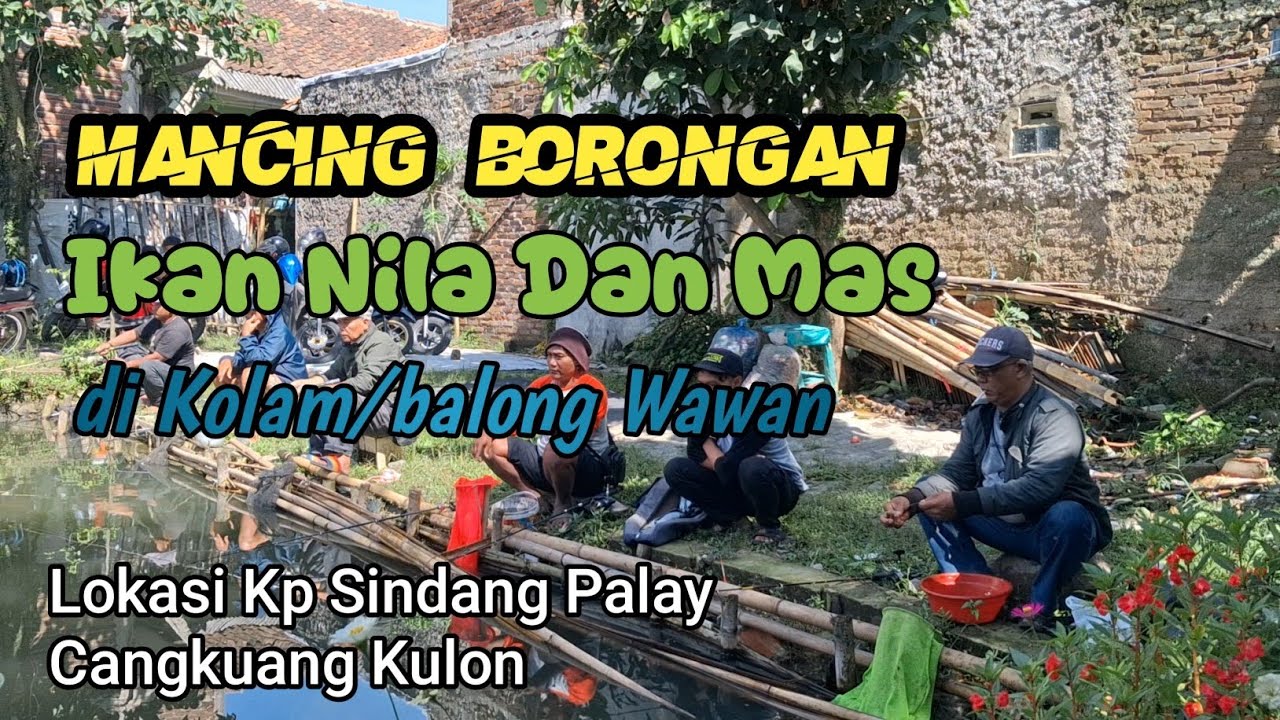 MANCING BORONGAN IKAN MAS DAN NILA MANCING MANIA