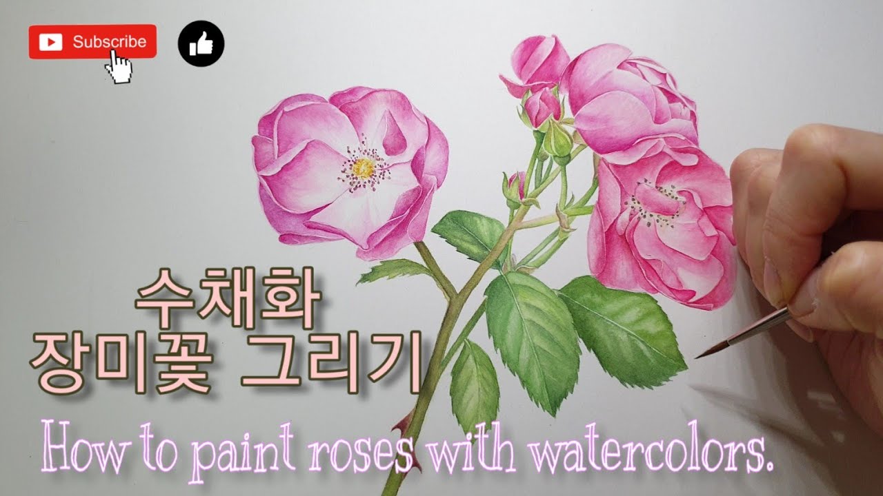 [보태니컬아트]수채화 장미 그리기 How to paint roses with watercolors.