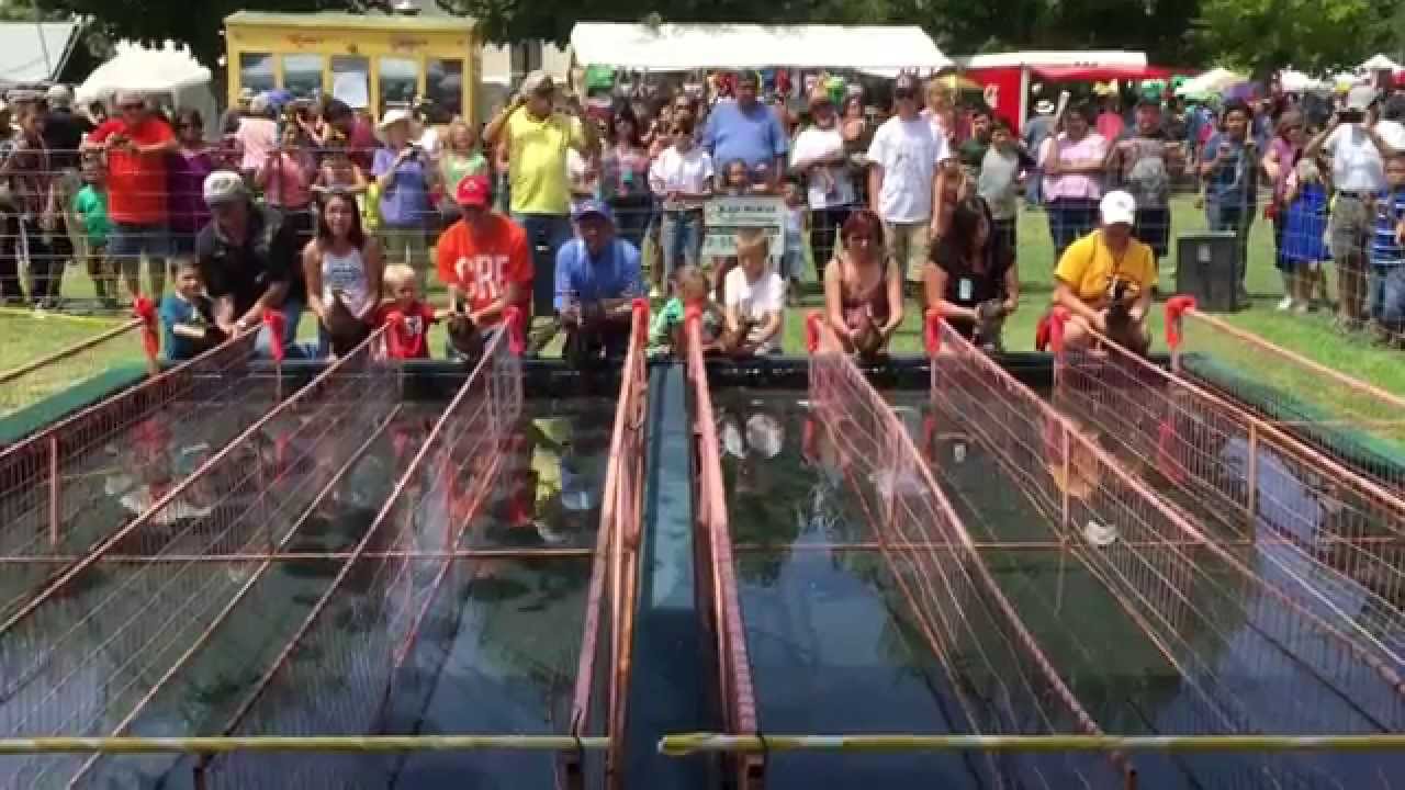 Great American Duck Race