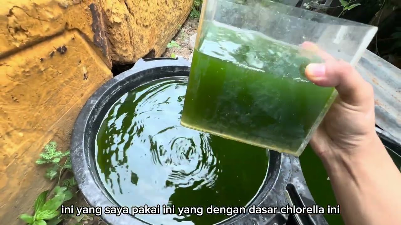Bikin Green Water Pake Air Bekas Ikan?