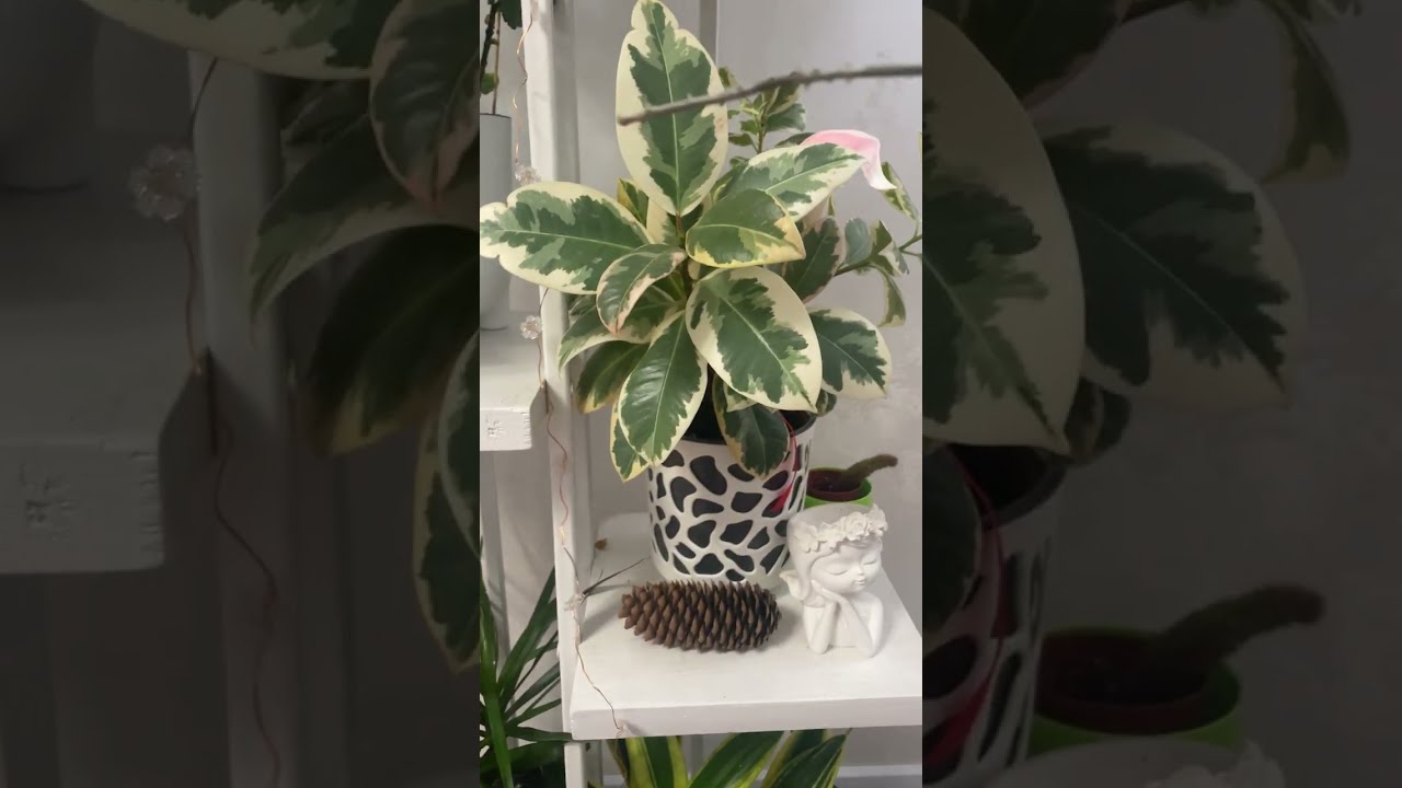 Стелаж 2. Огляд рослин