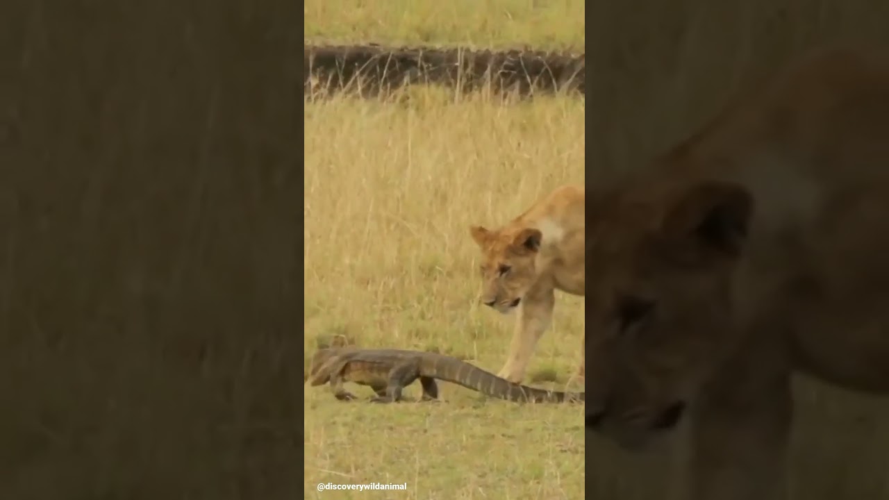 comodo dragon vs lion fight