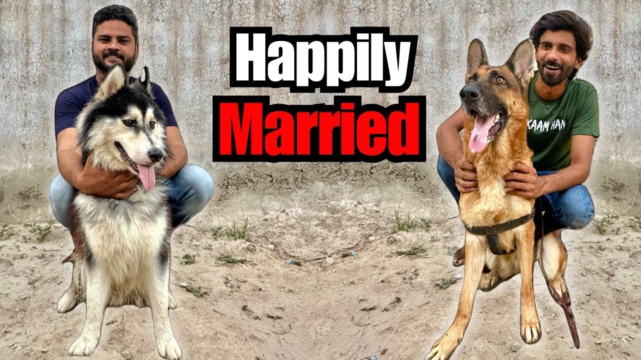 Husky Dog Ki Sasha Se Shaadi Karwa Di ❤️