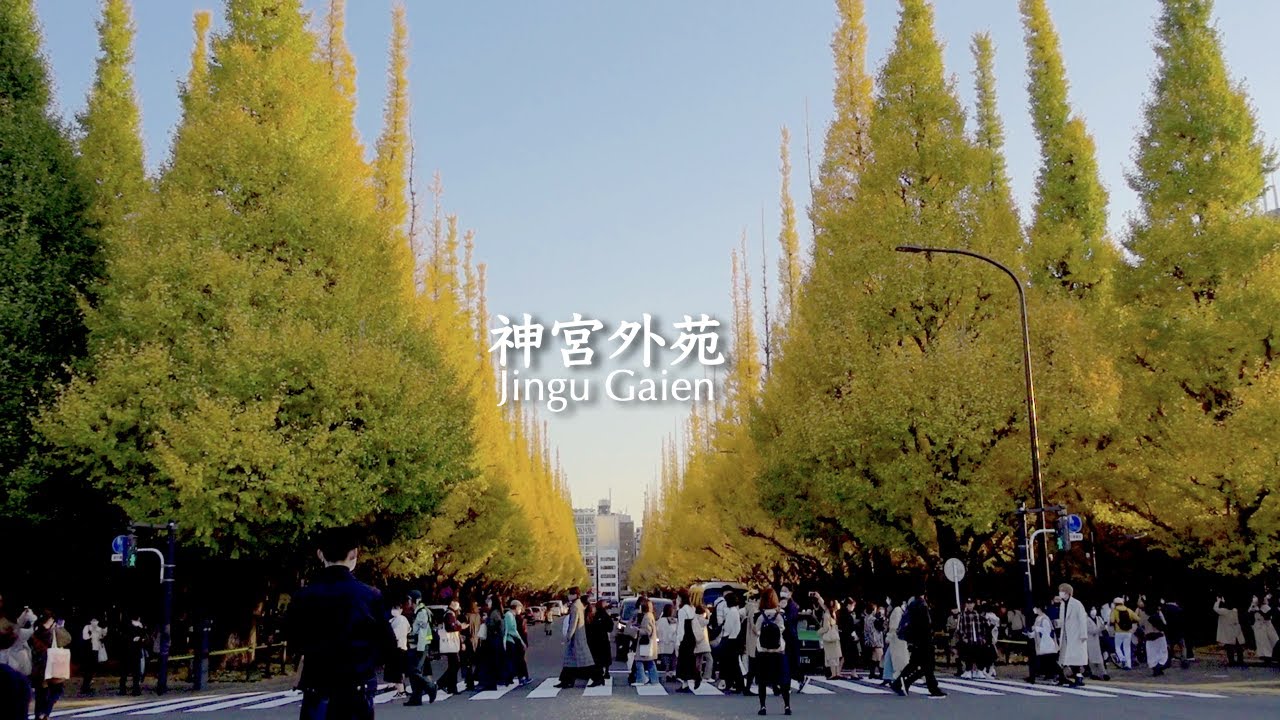 新宿御苑から神宮外苑まで紅葉を楽しむ1日【東京散歩80】うくらいま食堂｜ヘンドリクスカリーバー｜日々の暮らしvlog