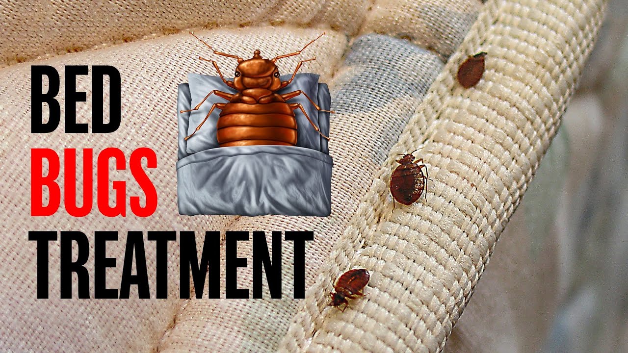 Bed Bugs Treatment | Khatmal Khatam Karne Ka Aasan Tarika | Pest Control Services Near Me | Kam Kaj