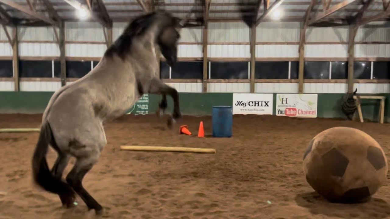 Meet My Training Horse, Lucy!