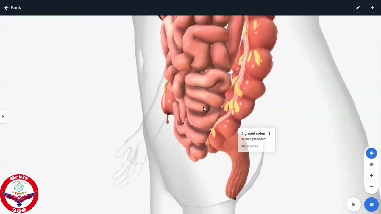 Digestion in large intestine/digestion process/anatomy of digestive system/mbbs prof1/nmdcat/neet
