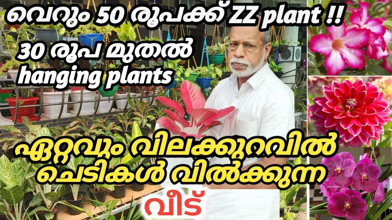 1000 ത്തിലധികം ചെടികൾ വിൽക്കുന്ന വീട് / വെറും 30 രൂപ മുതൽ hanging plants / ZZ plant വെറും 50 രൂപക്ക്