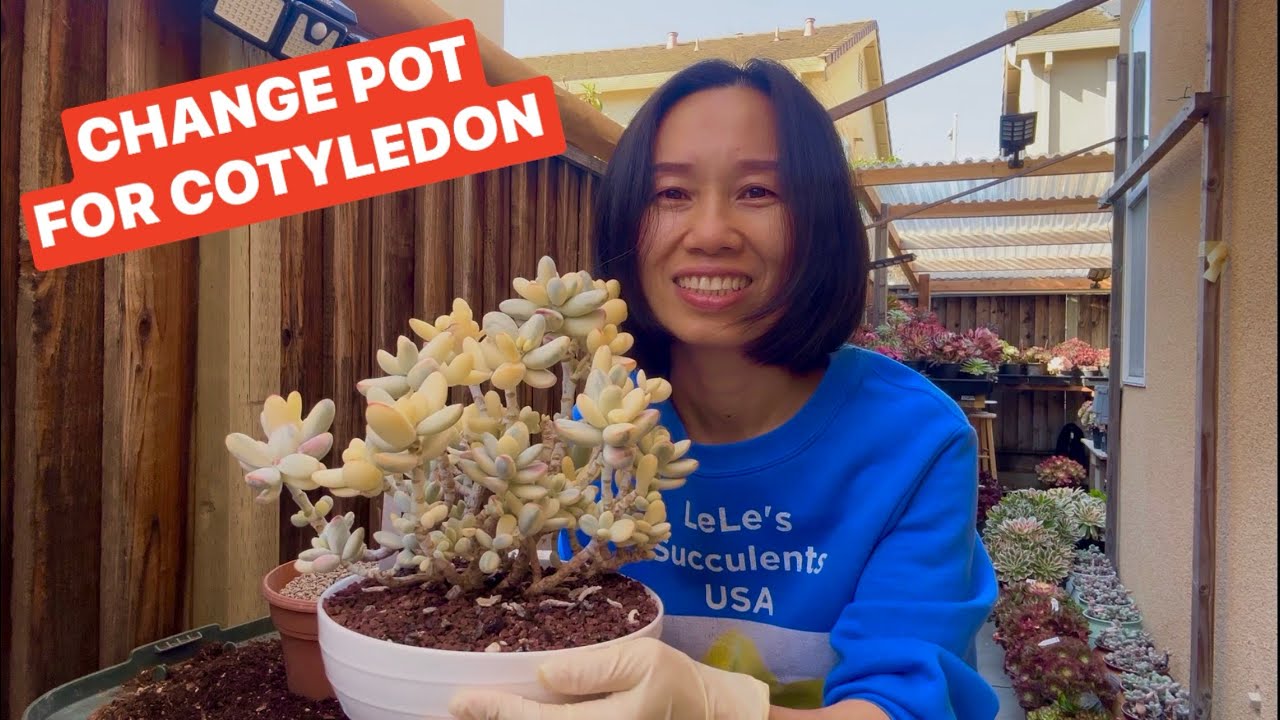 REPOT FOR COTYLEDON IN GROWING SEASON | THAY CHẬU CHO COTYLEDON 