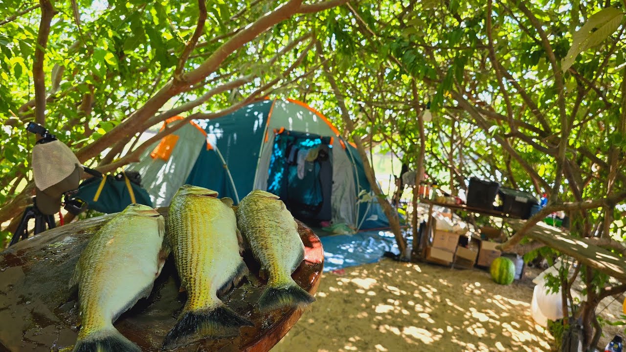 Pescando e fazendo peixe assado na churrasqueira diferenciado.