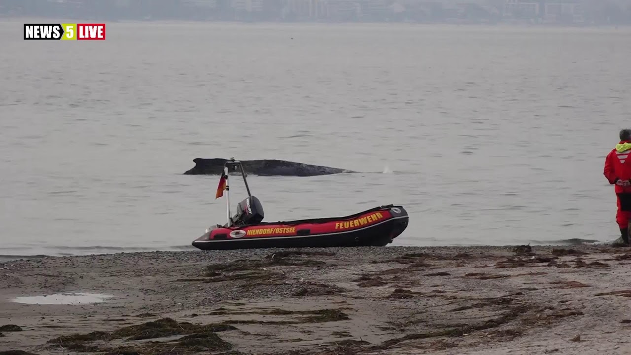 LIVE - Aufzeichnung: Buckelwal an der Ostsee gestrandet - Rettungsaktion