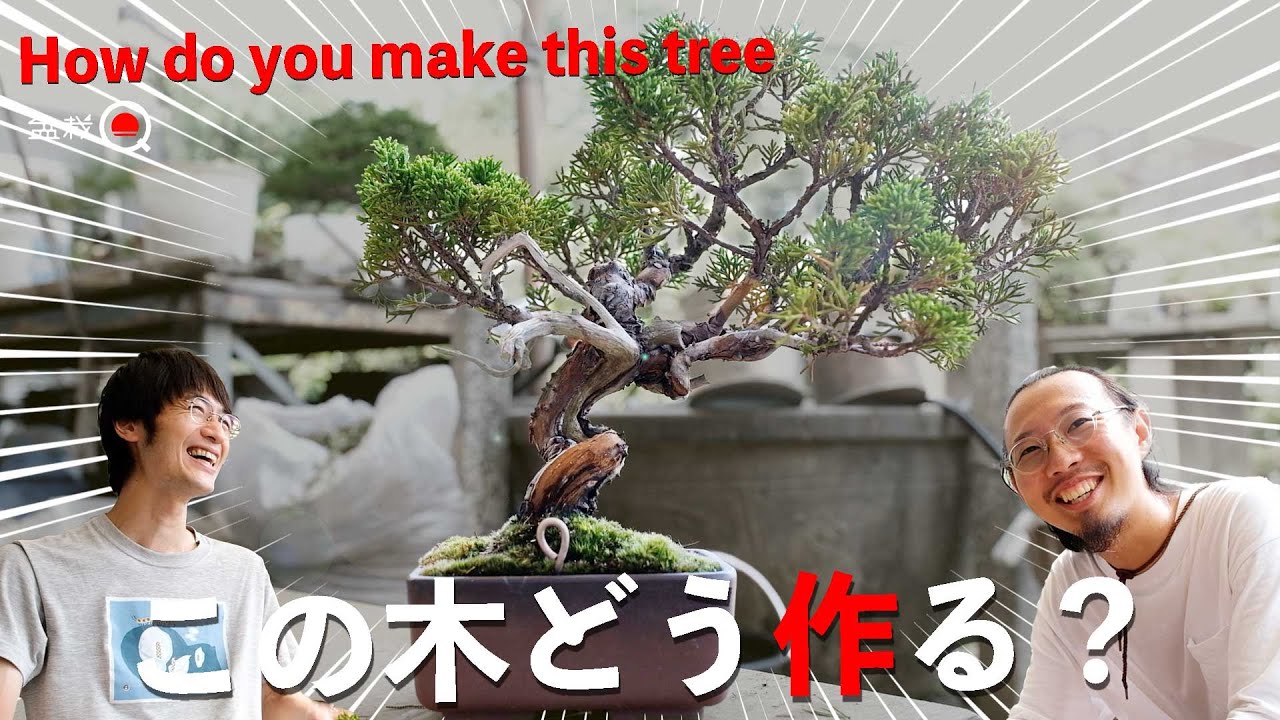 【長編】この木どう作る？初心者必見のカンタ先生の盆栽教室【盆栽Q】