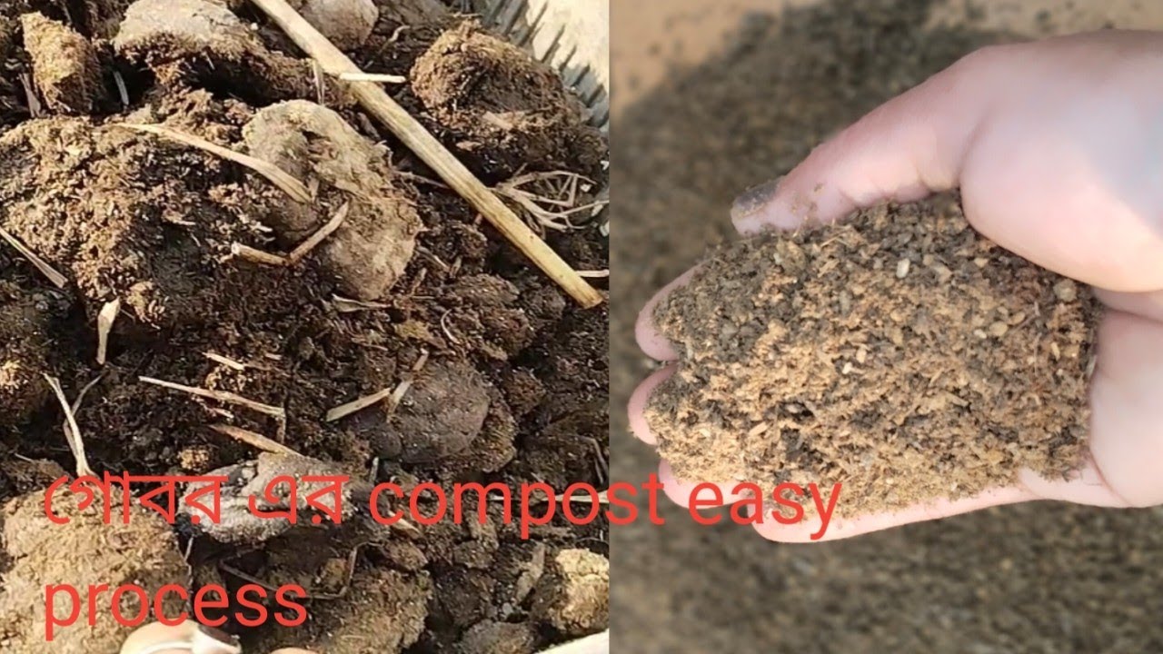 গোবর এর কম্পোস্ট কি ভাবে তৈরী করবেন,(How to compost cowdung )