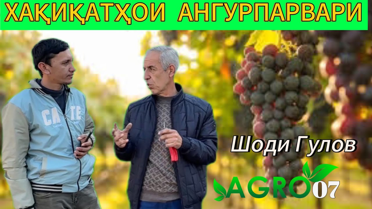 Ангурпарвари ва сиру асрорҳои пайванд