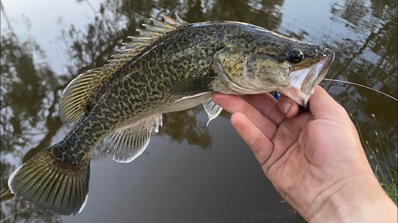 River Murray Cod and Yellowbelly.