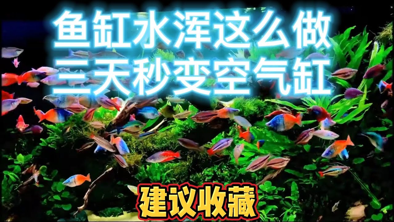 鱼缸浑水这么做，三天秒变空气缸。