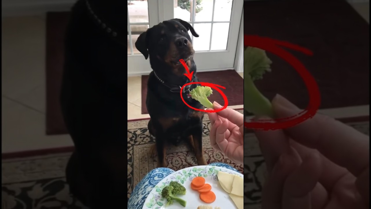 Today’s top dogs funny vegetable moments 