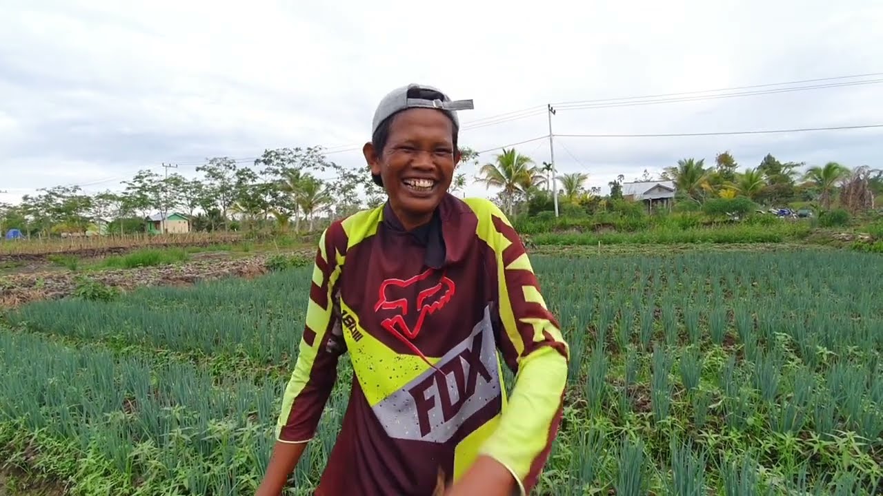 SUKSES TANAMAN KALI INI MAS MUSLIM PANEN DAUN BAWANG 