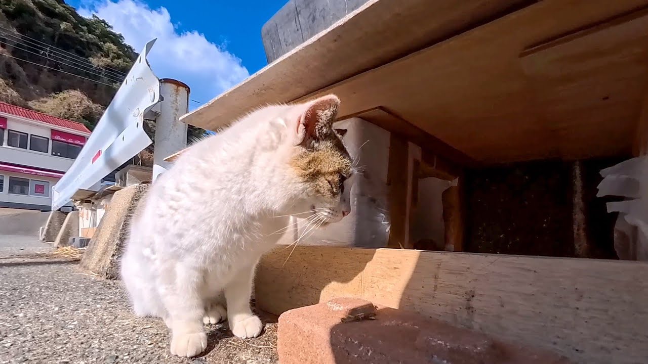 フェリー乗り場のよく喋る猫ちゃん、猫ハウスを覗いたら住人に本気で怒られたｗ