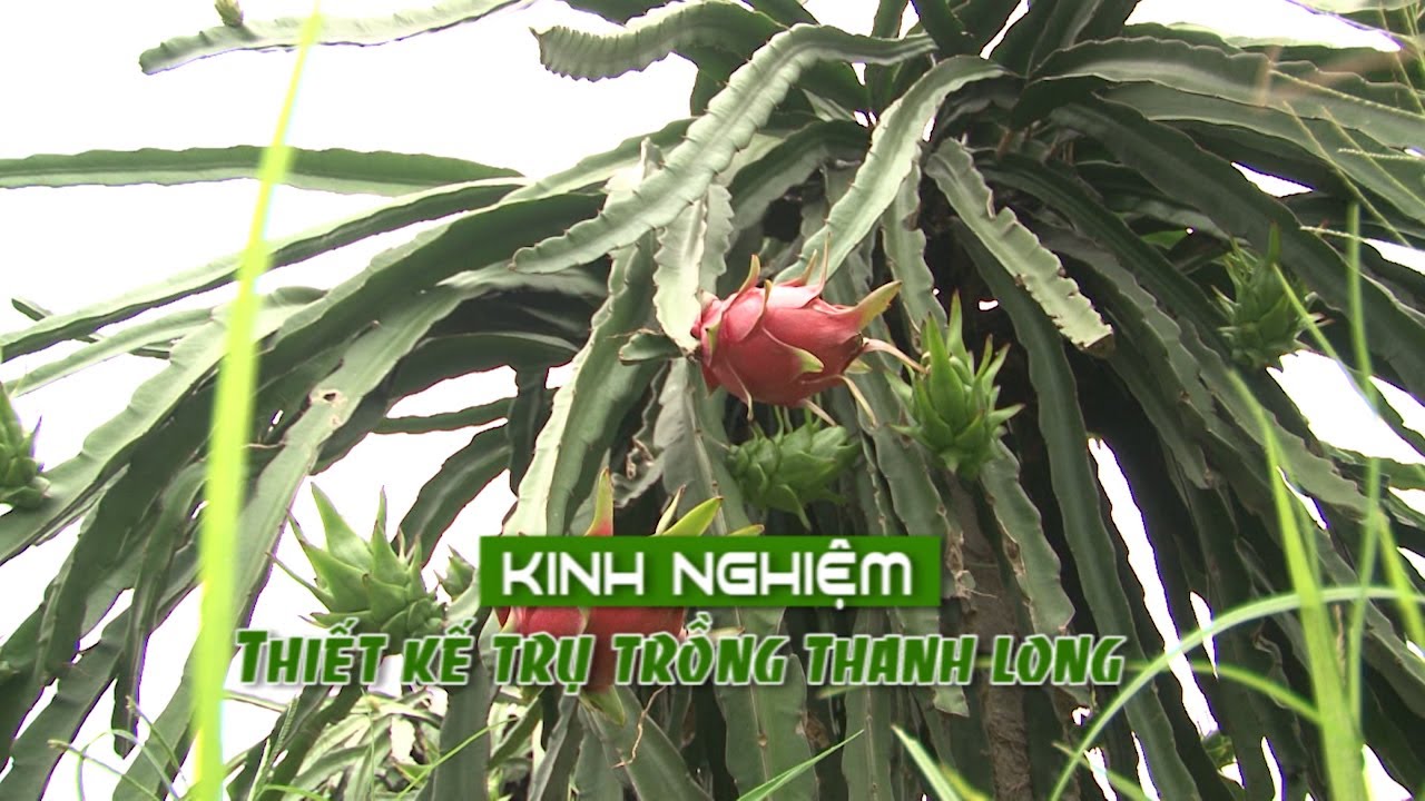 Kinh nghiệm thiết kế trụ trồng thanh long “hái ra tiền” | VTC16