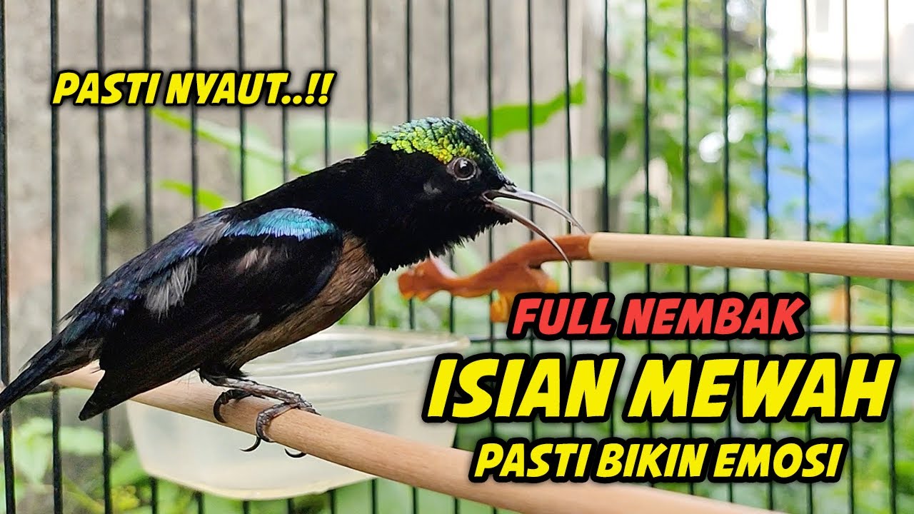 PANCINGAN KONIN GACOR FULL TONJOLAN MEWAH !! 99% COCOK BUAT MASTERAN KOLIBRI NINJA NEMBAK ISIAN