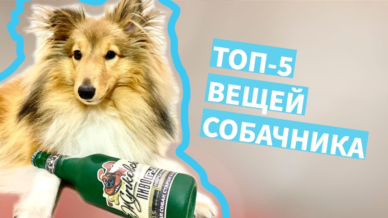 ТОП-5 вещей для щенка, которые ОБЛЕГЧАЮТ жизнь