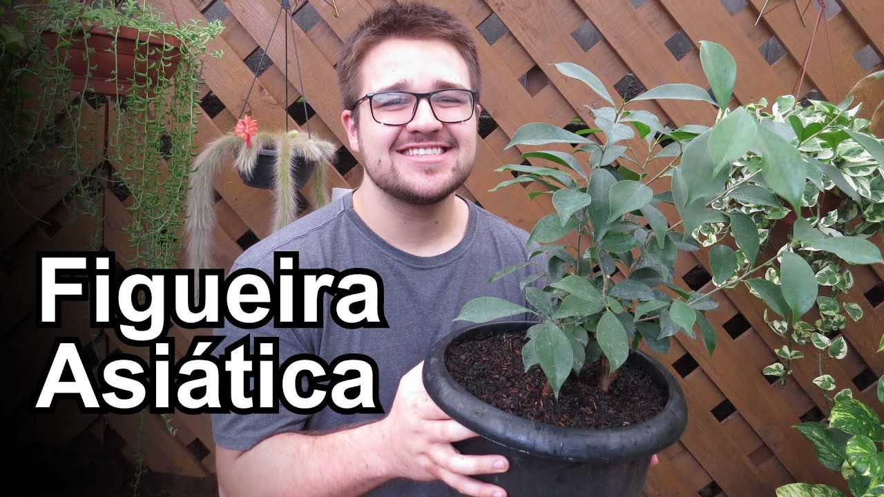 Figueira Asiática!! Conheça a Ficus microcarpa