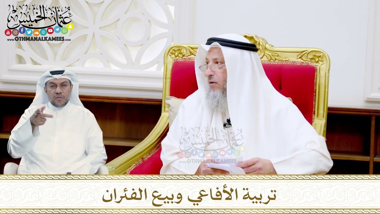 30 - تربية الأفاعي وبيع الفئران - عثمان الخميس