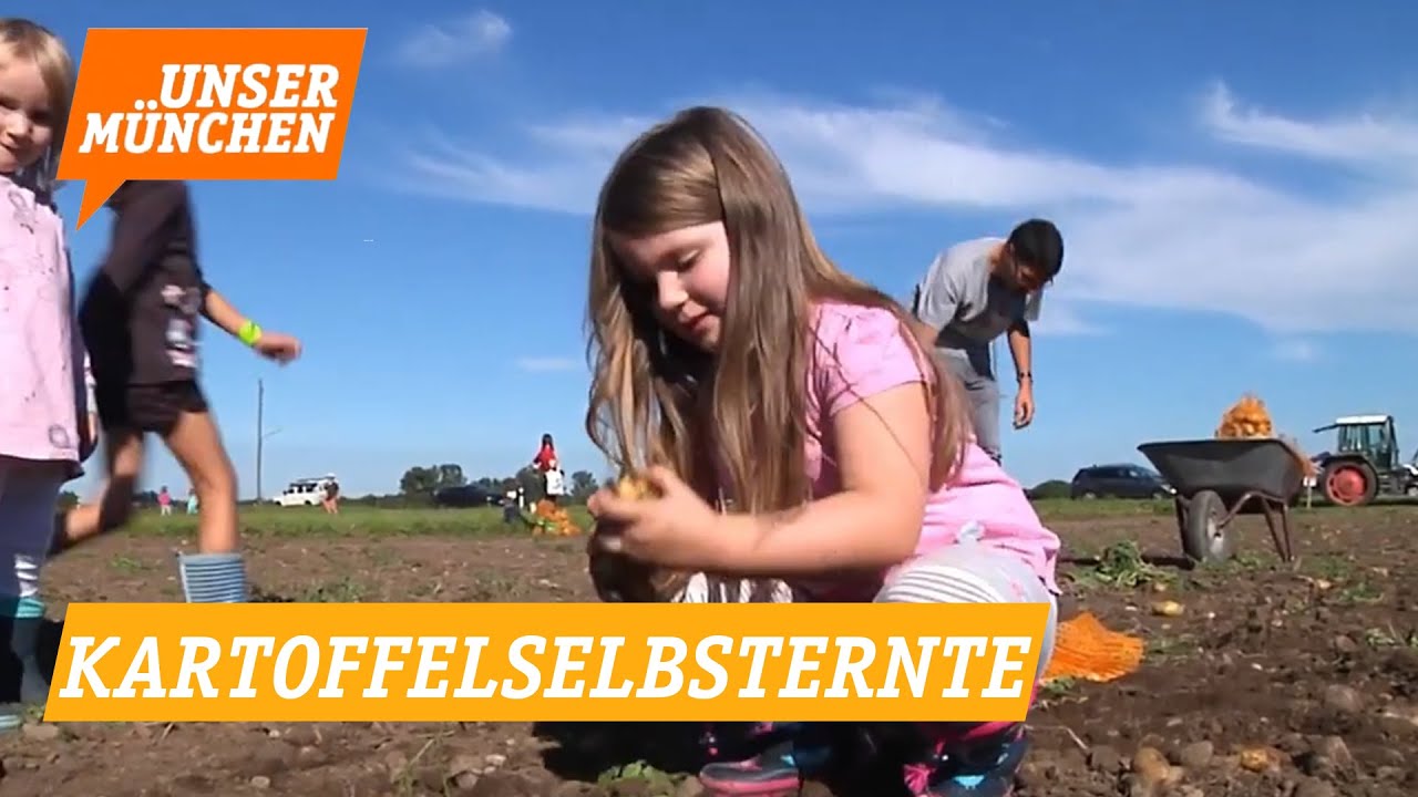 Kartoffelselbsternte am Gut Riem in Daglfing