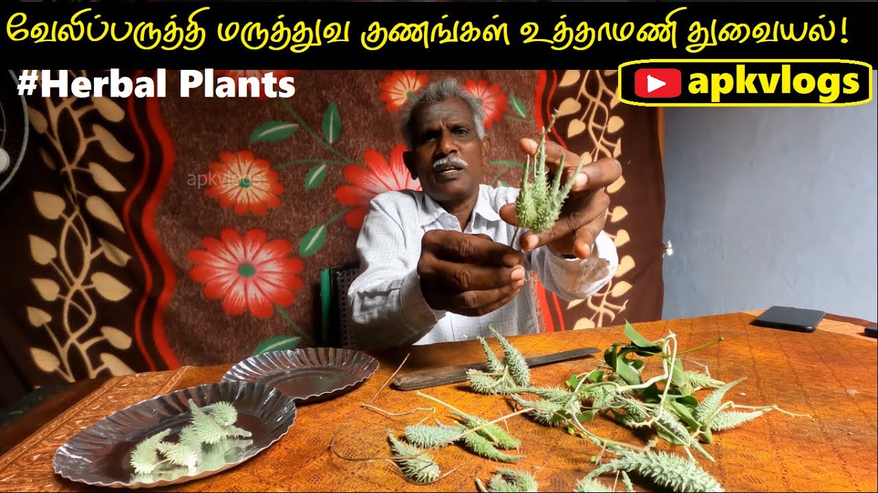 வேலிப்பருத்தி மருத்துவ குணங்கள் | உத்தாமணி துவையல்‌ | Veliparuthi recipe in Tamil | uthamani plant