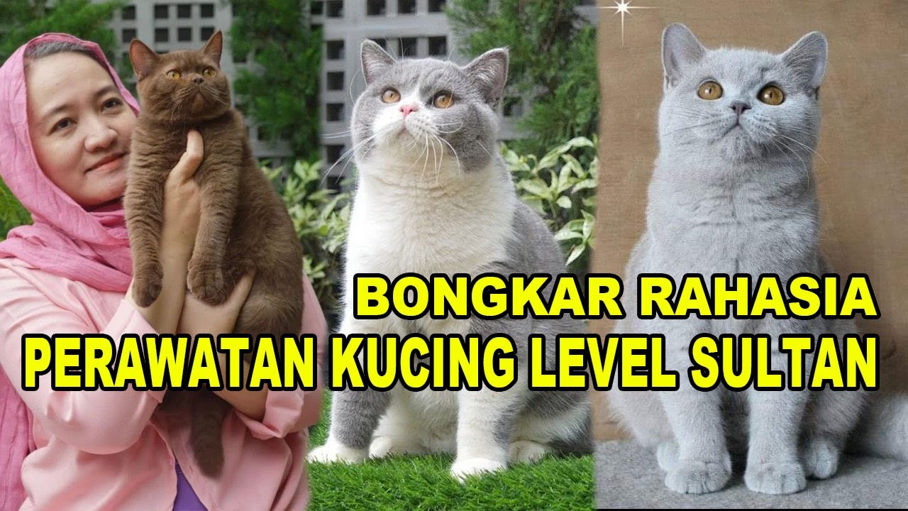 Perawatan Kucing Level Sultan