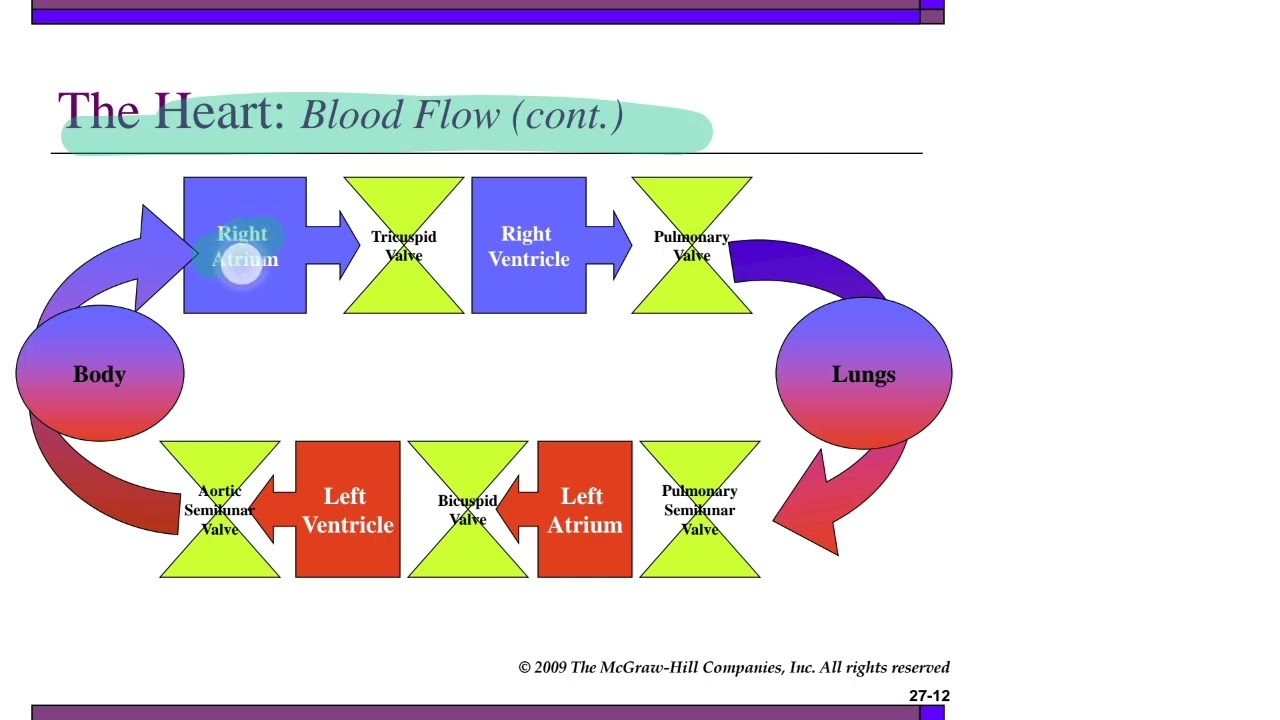 Cardiovascular disorders by Dr pulse #pathophysiology 