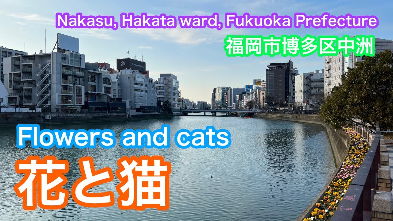 花と猫  Flowers and cats  福岡市博多区中洲  Nakasu, Hakata Ward, Fukuoka City
